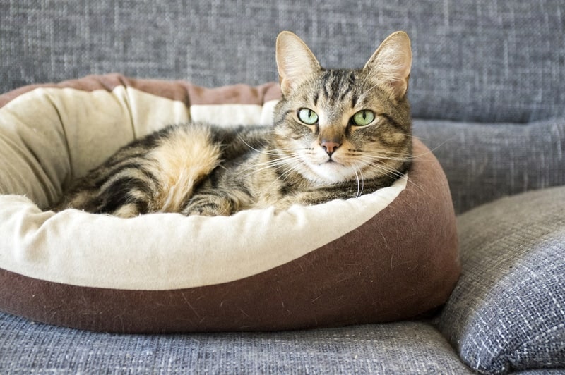 15 Cuddle Chunk Kitten in Cat Stuffed Animals