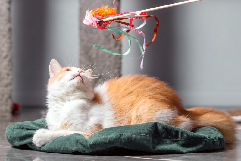 Make a DIY Fishing Pole Cat Toy in 8 Easy Steps