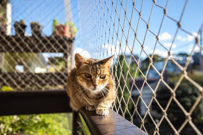 How to Cat-Proof a Fence: 7 Vet-Approved Ways - Catster