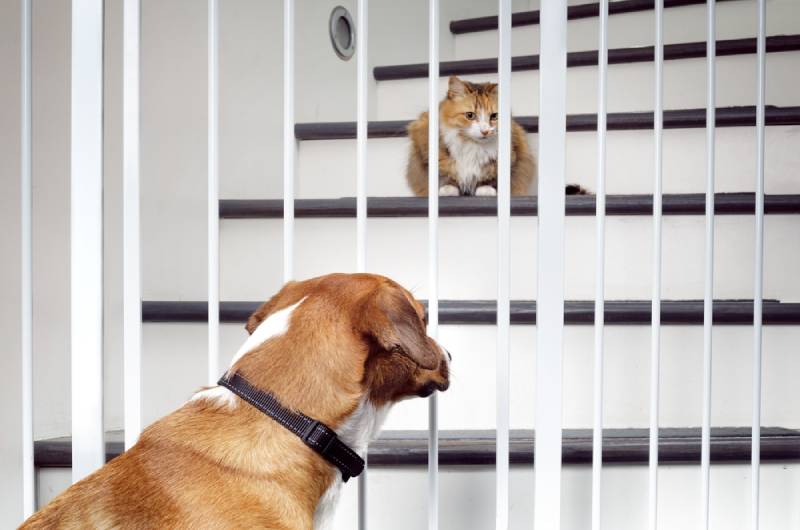 7 Tricks To Help Your Cat & Dog Get Along - Androscoggin Animal