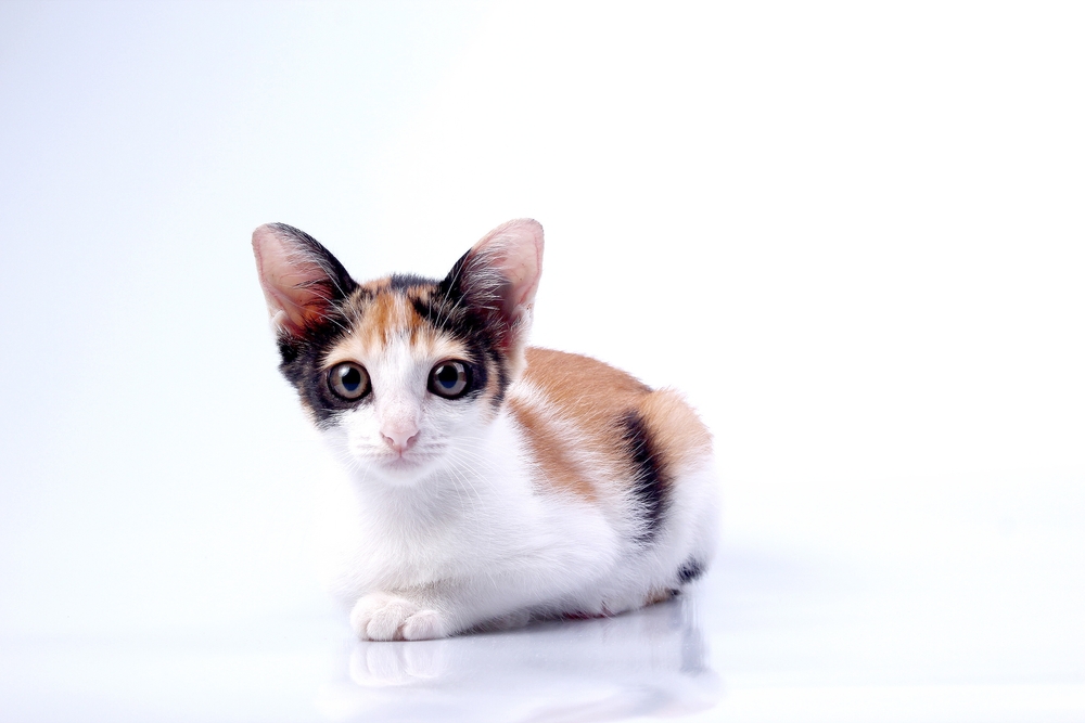 Kucing Malaysian kitten sitting