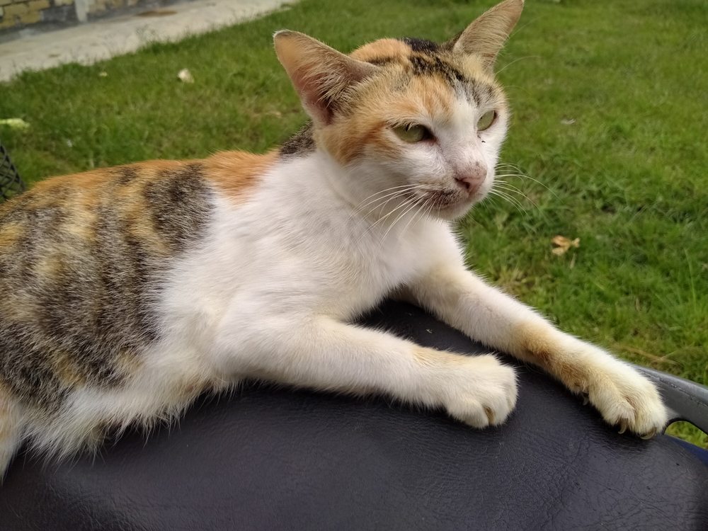 Kucing Malaysian cat outdoors