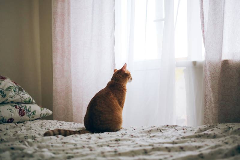 What Do Cats Do When They Are Alone? 6 Tips on Making It Fun for Them ...