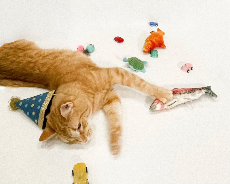 orange tabby cat playing with toys