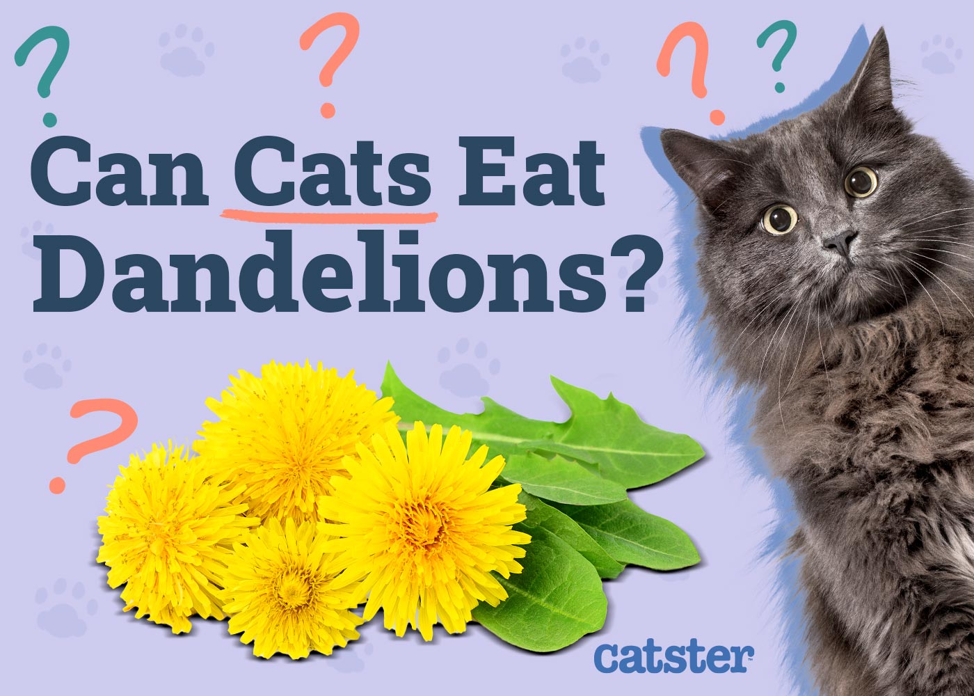 Can Cats Eat Dandelions