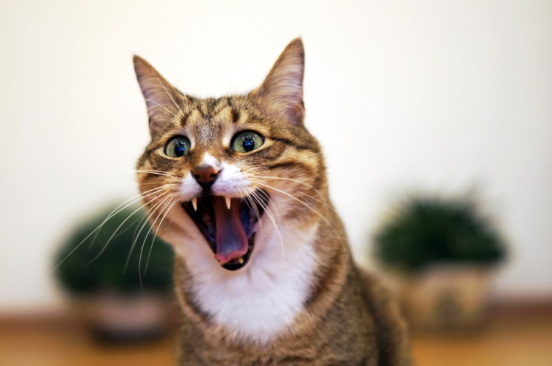 Cat Screaming: What It Sounds Like & Vet Reviewed Reasons of Why They ...