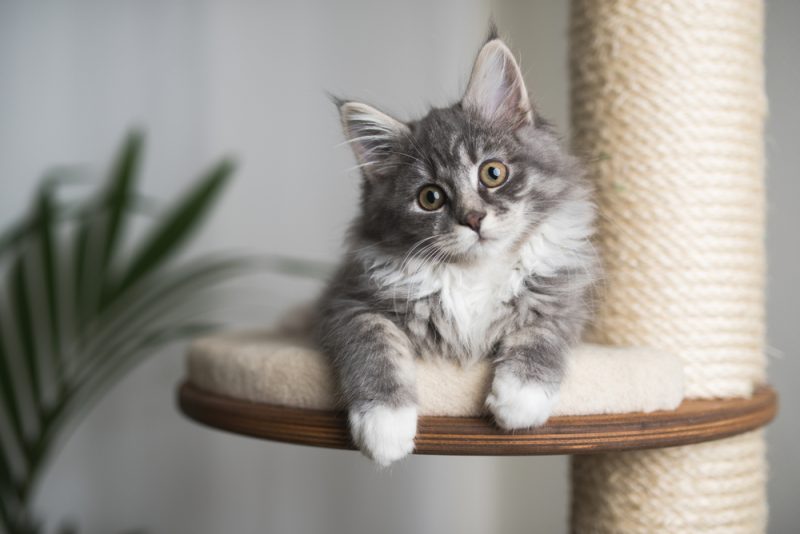 blue tabby maine coon kitten relaxing on a scratching post