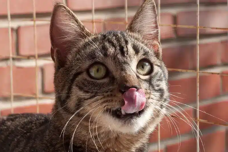 portrait of tabby cat licking its lips
