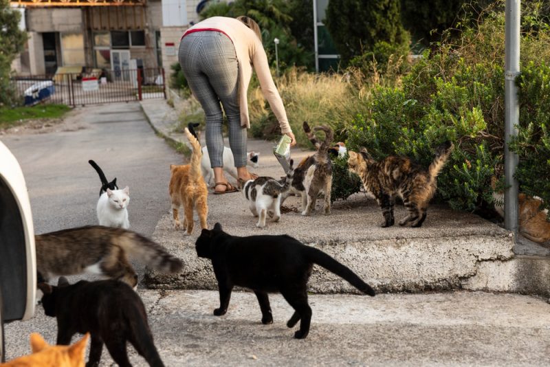 woman-feeding-stray-cats