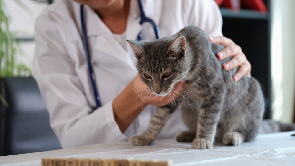 Female veterinarian holding a sick cat close-up