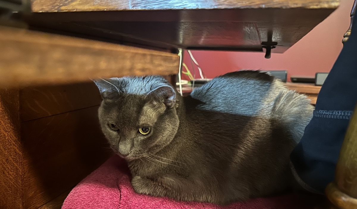 Why Cats Hide in Tiny Spaces: Olga Looks for Cover