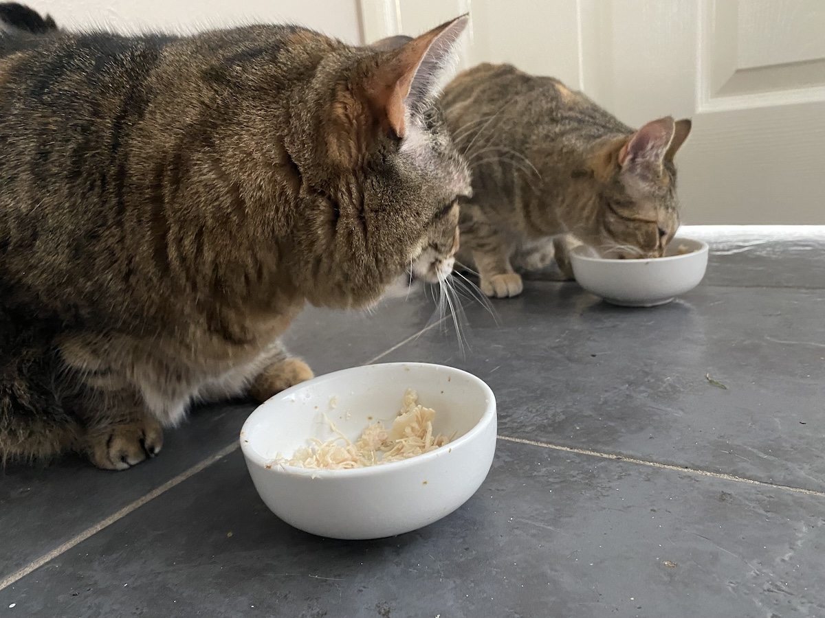 Pancake siempre come mucho, aunque su hermana más rápida, Tiller (derecha), a veces gana.