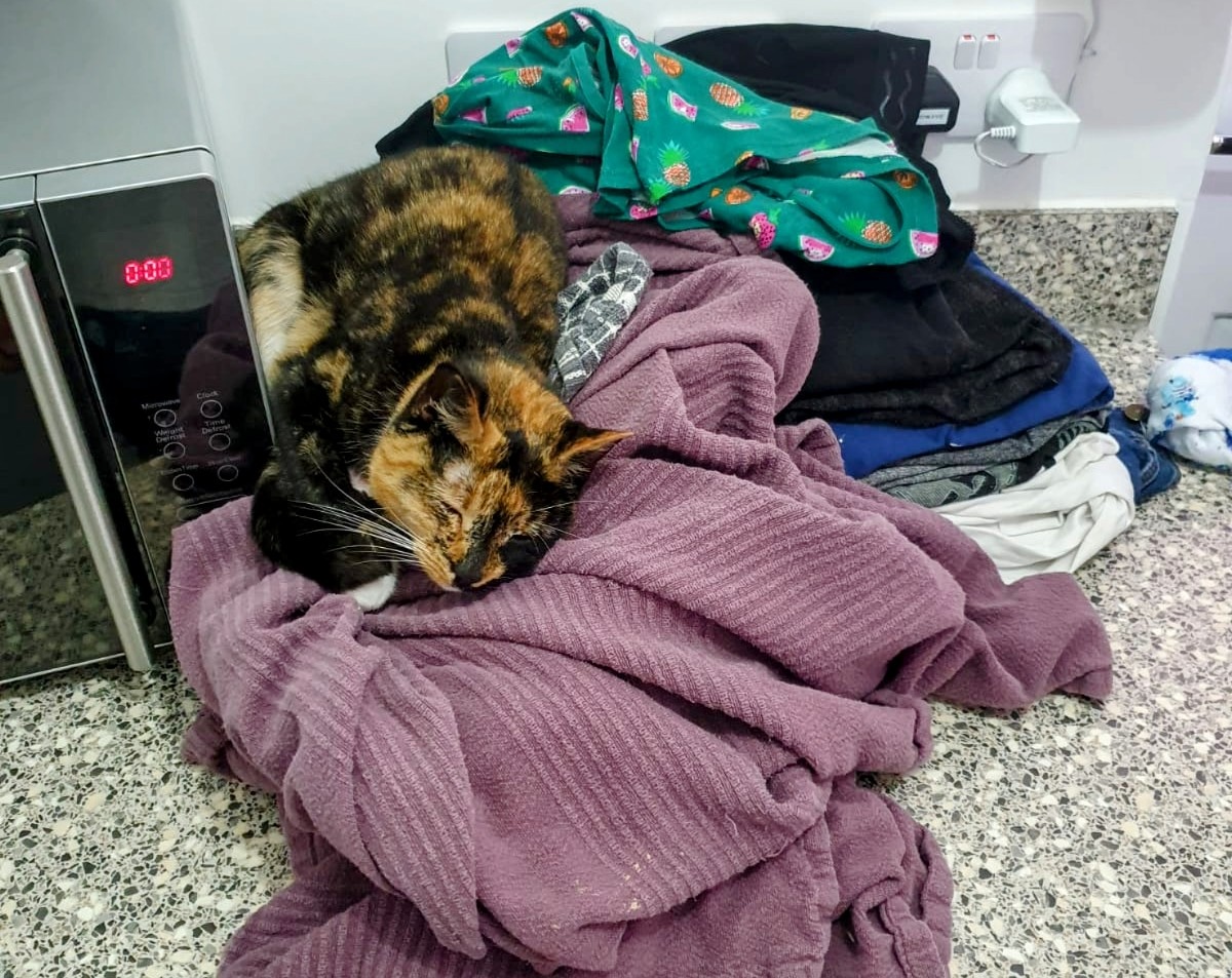 When I found Zazzy snoozing inside a pile of clean laundry.
