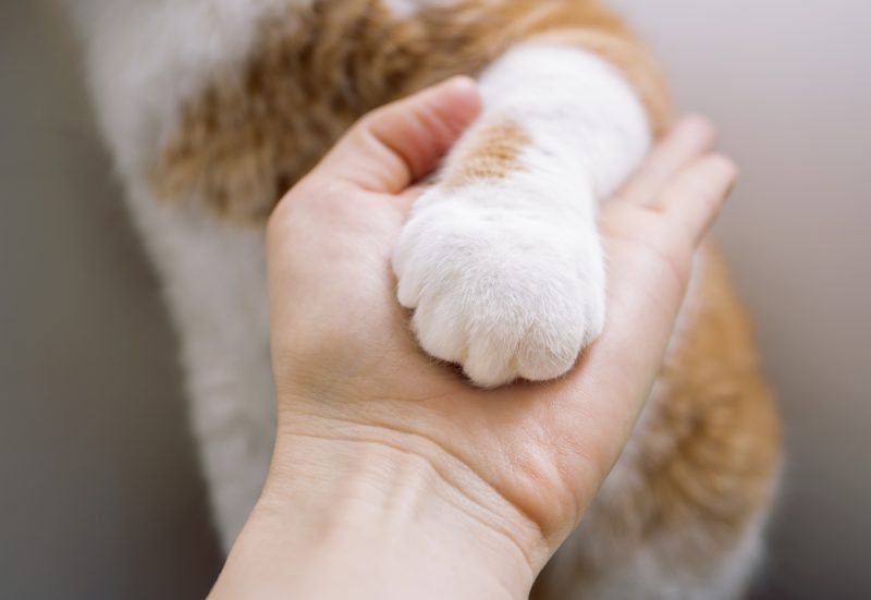 cat paw on human hand