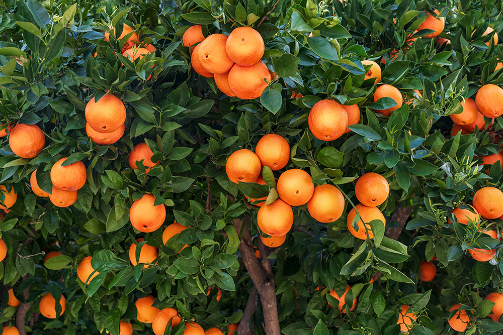 close up orange tree