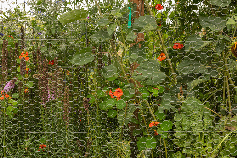 garden fenced with wire