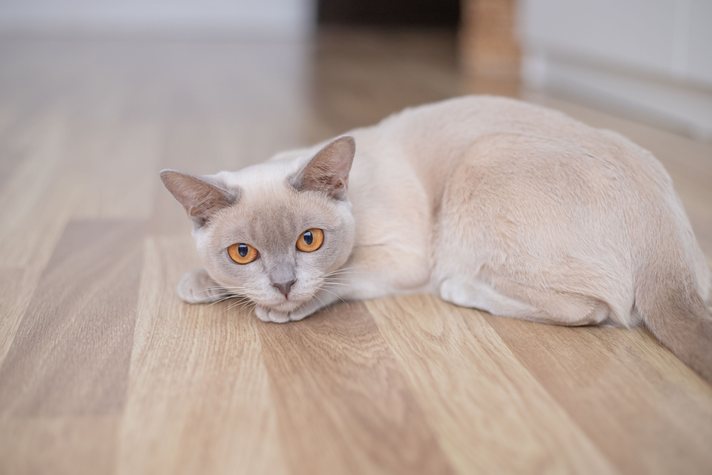 lilac colored cat lying on the floor