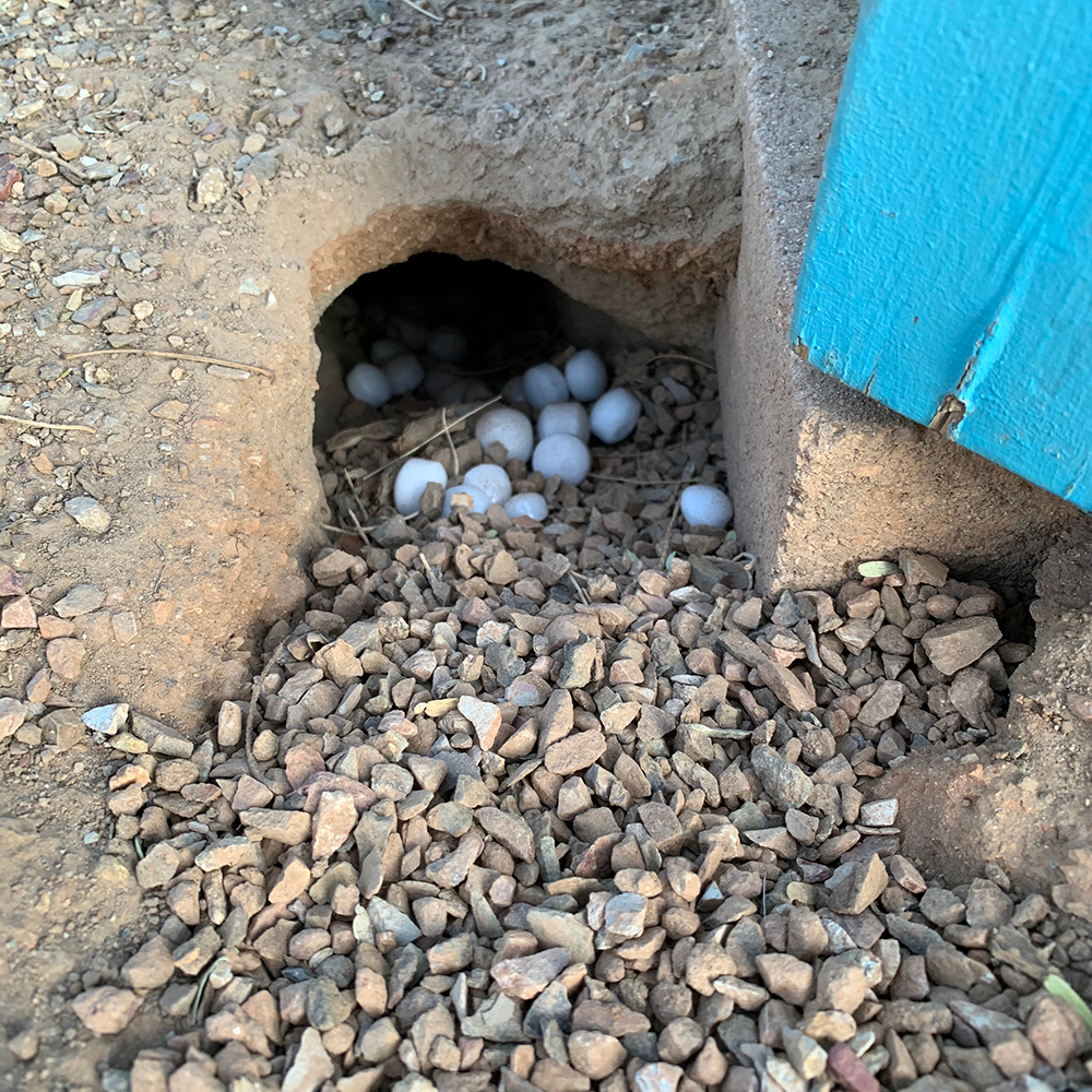 moth balls in a hole to deter rodents