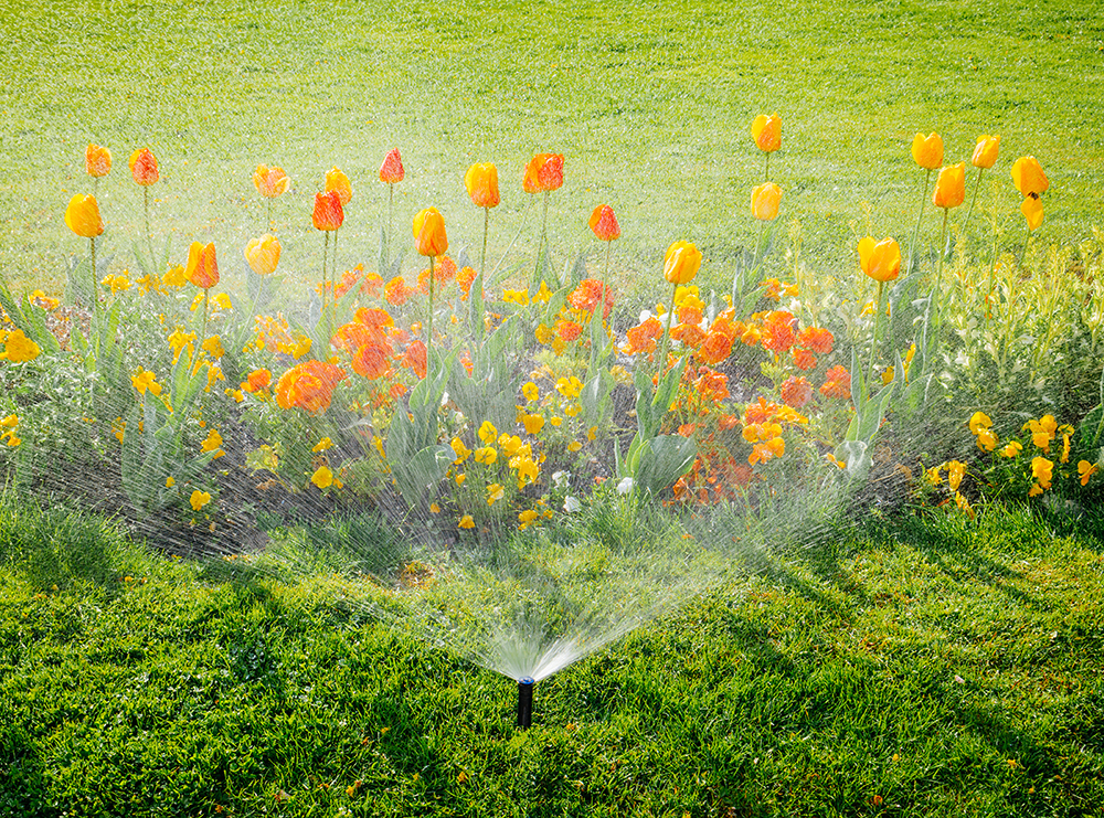 sprinkler watering the lawn
