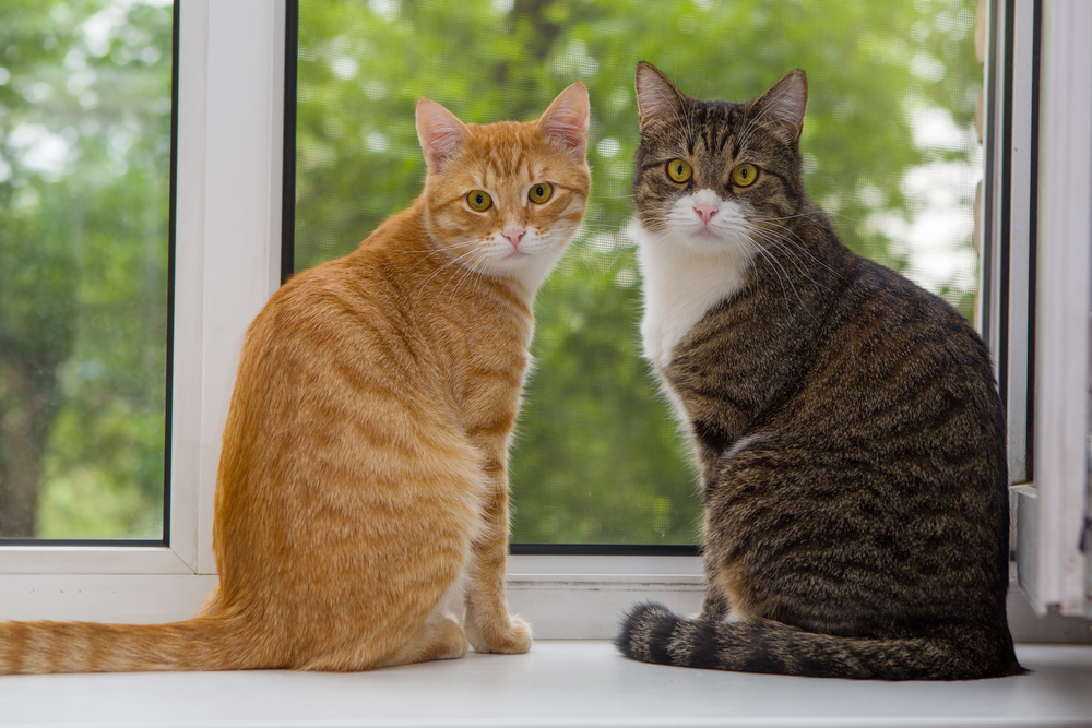 tabby cats sitting on windowsill
