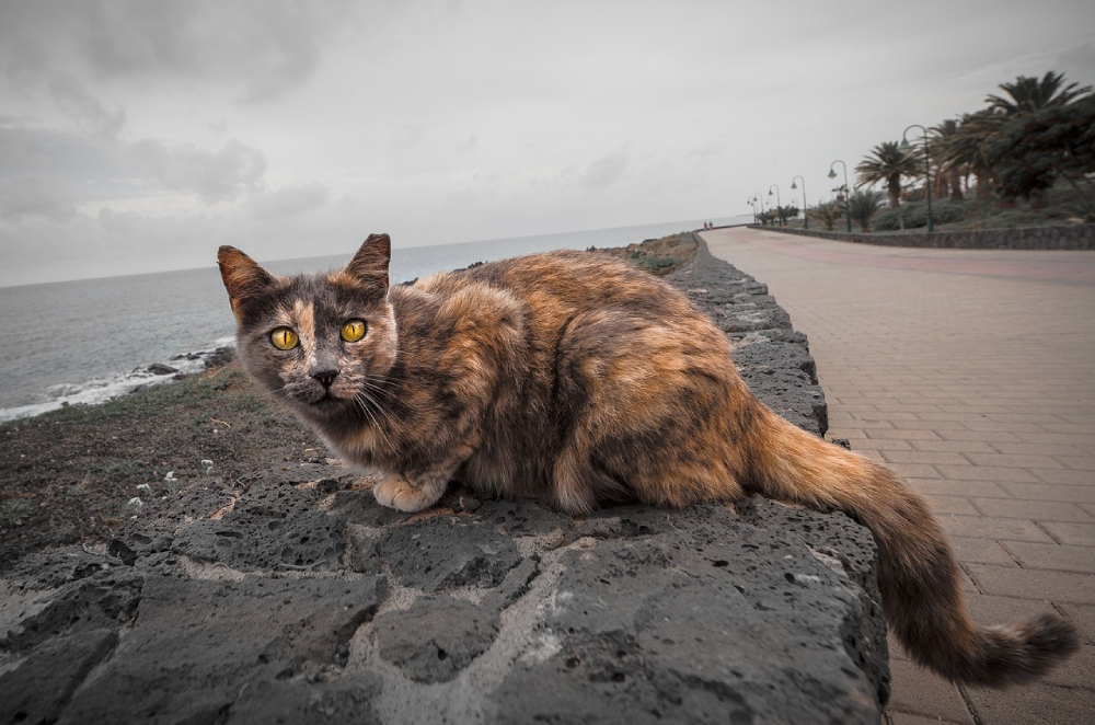 tortoiseshell cat with yellow eyes on the beach