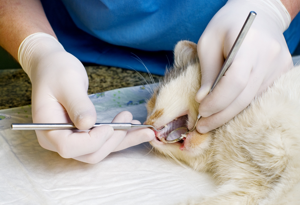 vet-cleaning-cat-teeth