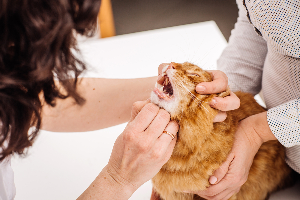 veterinarian checking the mouth of cat