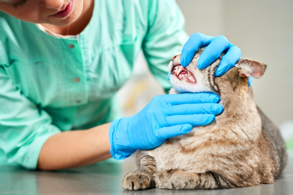 veterinarian checking the mouth of cat