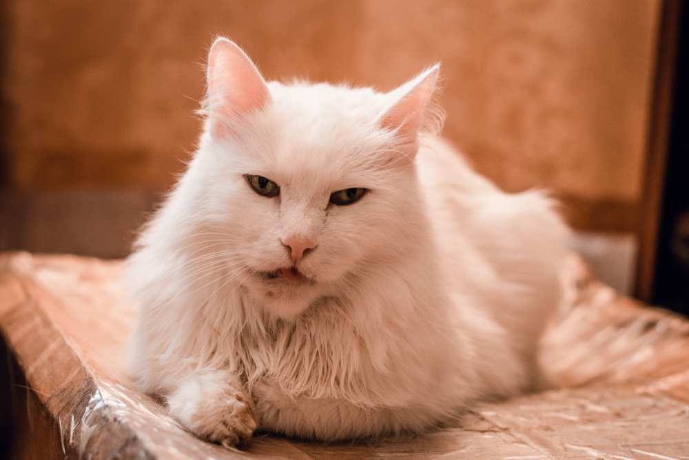white cat with mouth problem