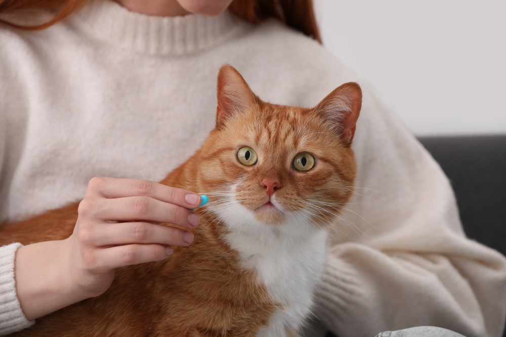 woman giving pill to a tabby cat