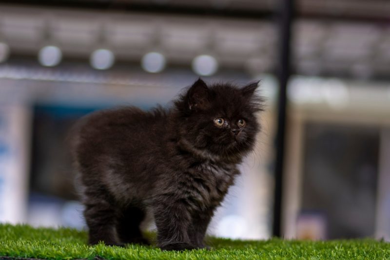 Black Persian cat on blurred background