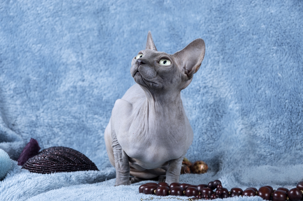 Blue-Canadian-Sphynx-cat-on-blue-background
