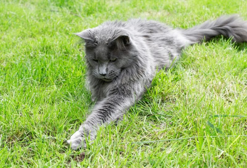 Blue adult Maine Coon Cat in the Garden