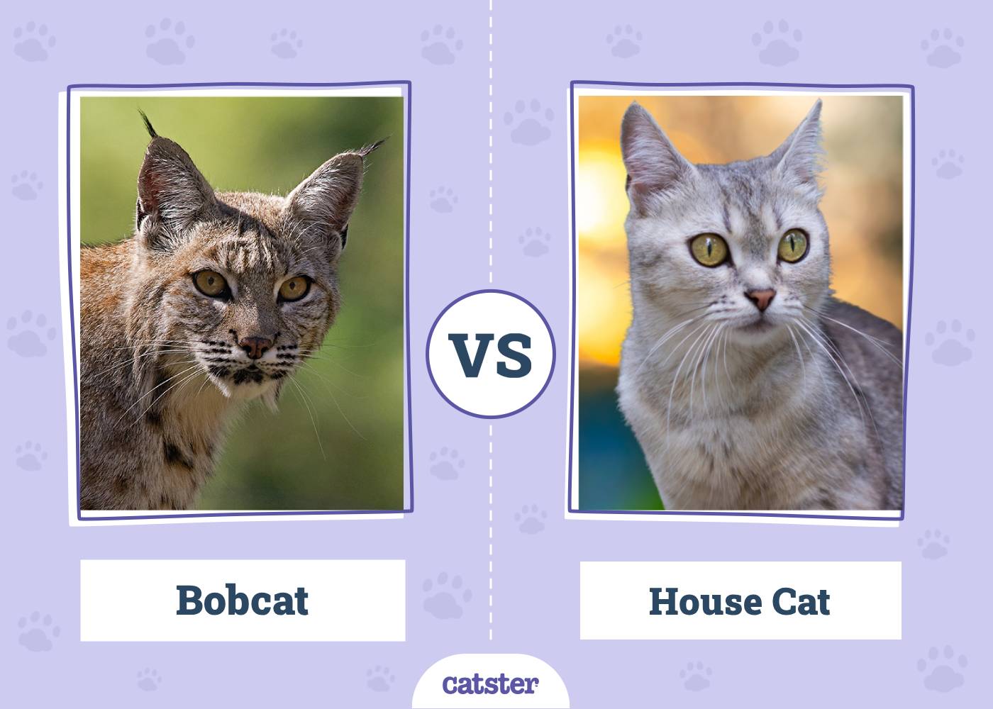 Bobcat VS House Cat