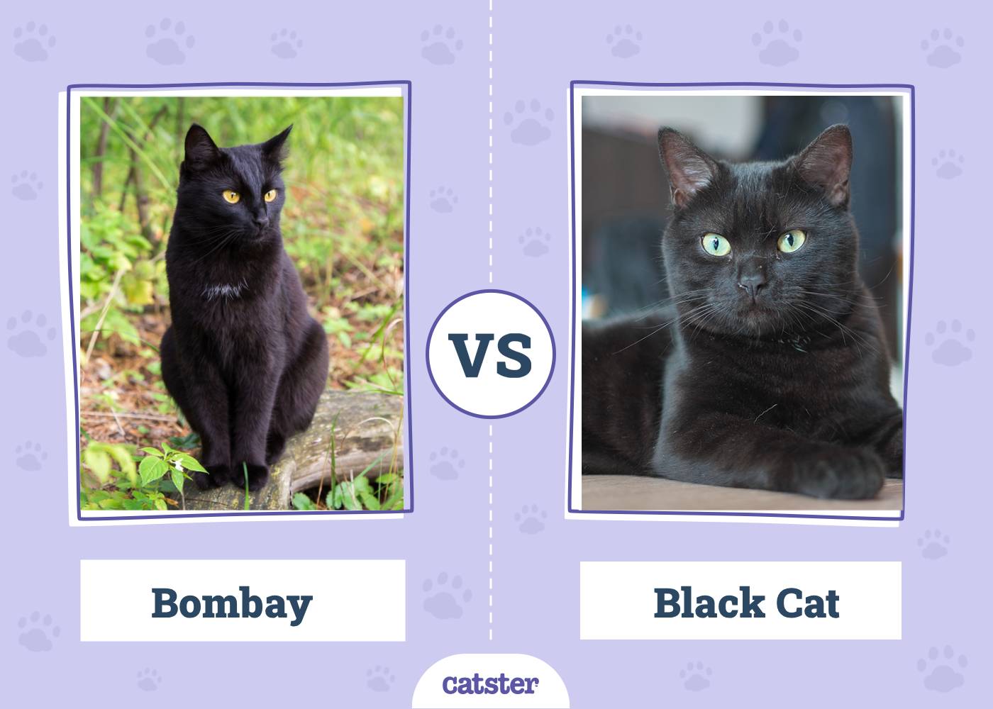 Bombay VS Black Cat