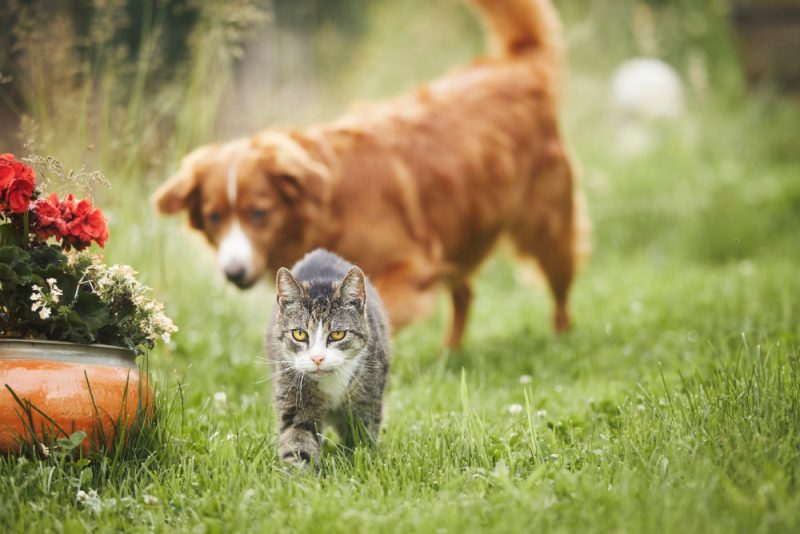 Cat and dog playing together on garden