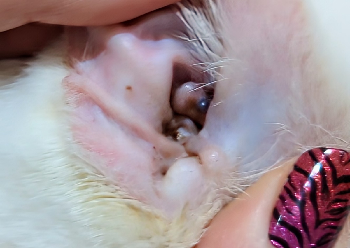 Clutch ear polyp