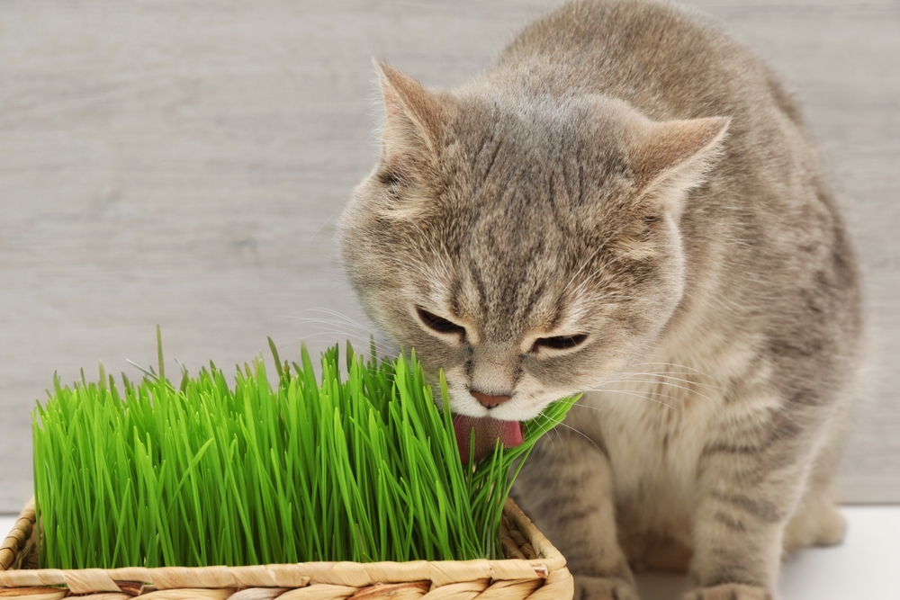 Cute cat licking fresh green grass on white surface