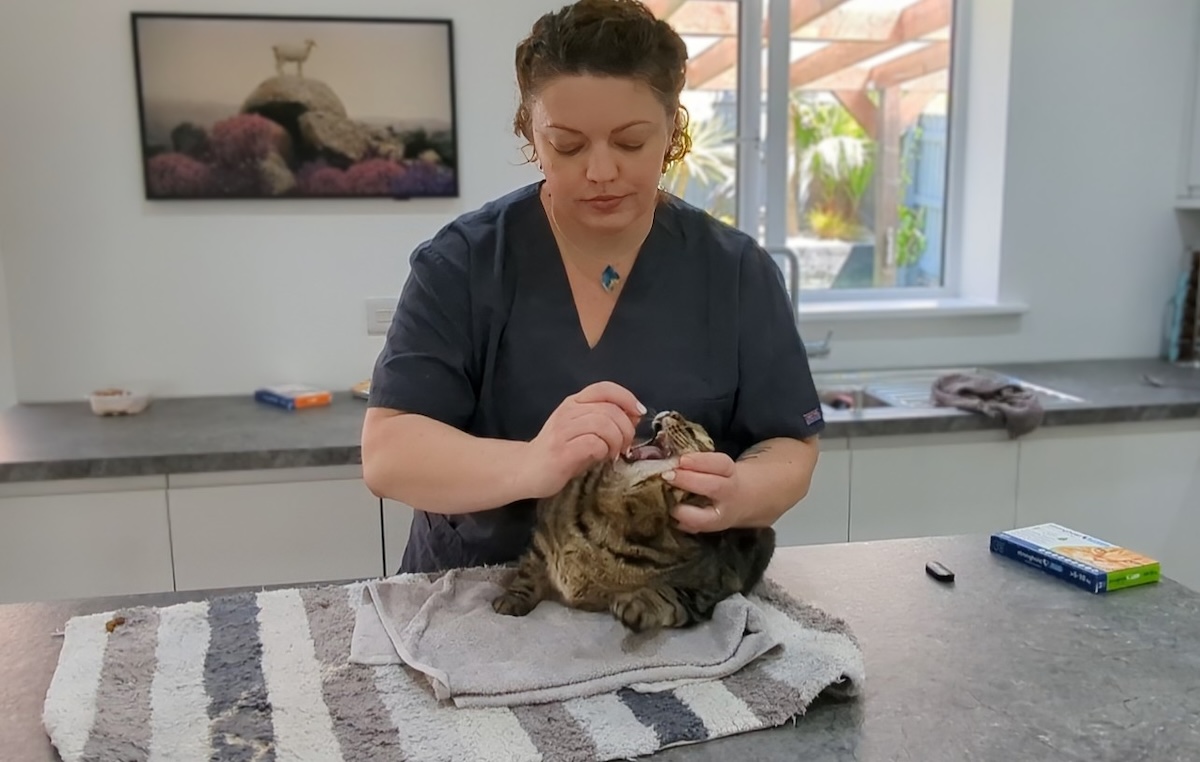 How to Give Your Cat Medication: Dr. Karyn’s Tips (with Video)