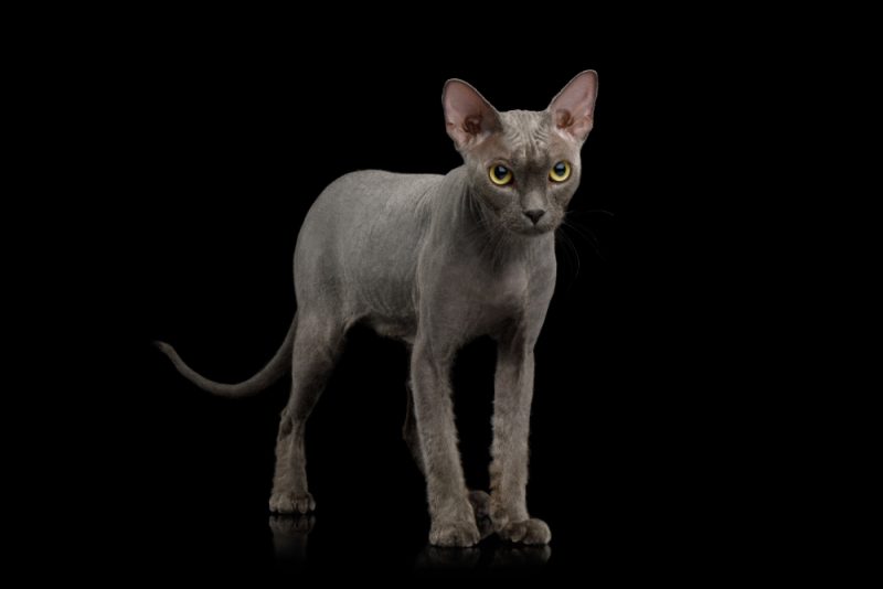 Gray Sphynx Cat Standing and Looking in Camera