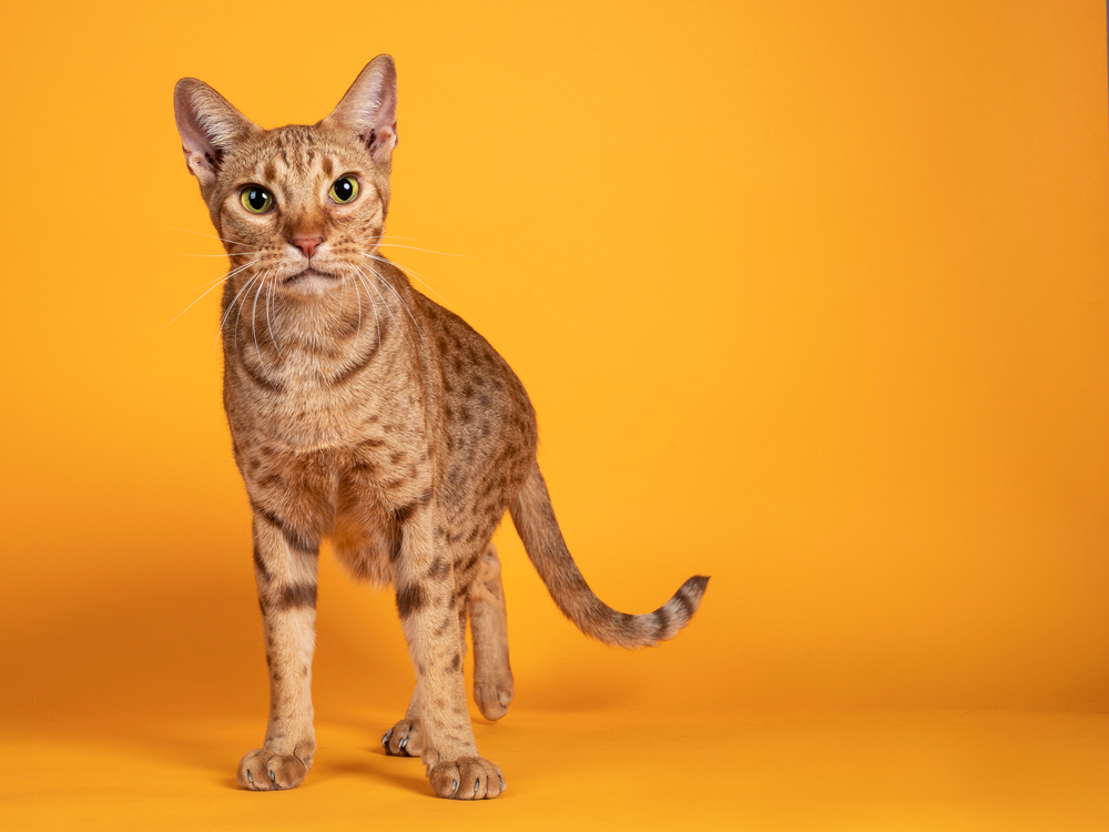 Male Ocicat standing in yellow background