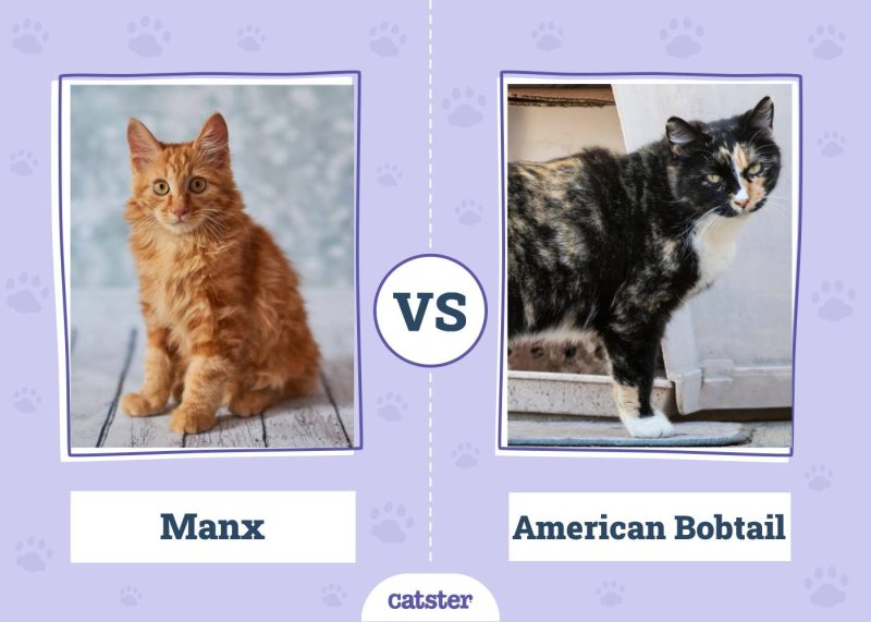 Manx VS American Bobtail