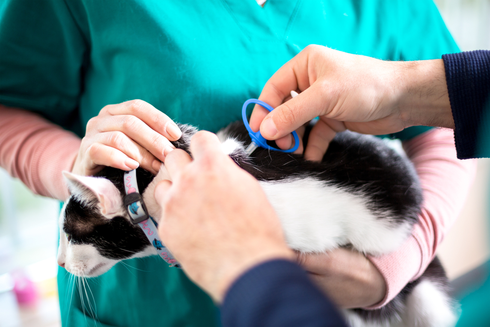 Microchiping cat in vet clinic by veterinarians
