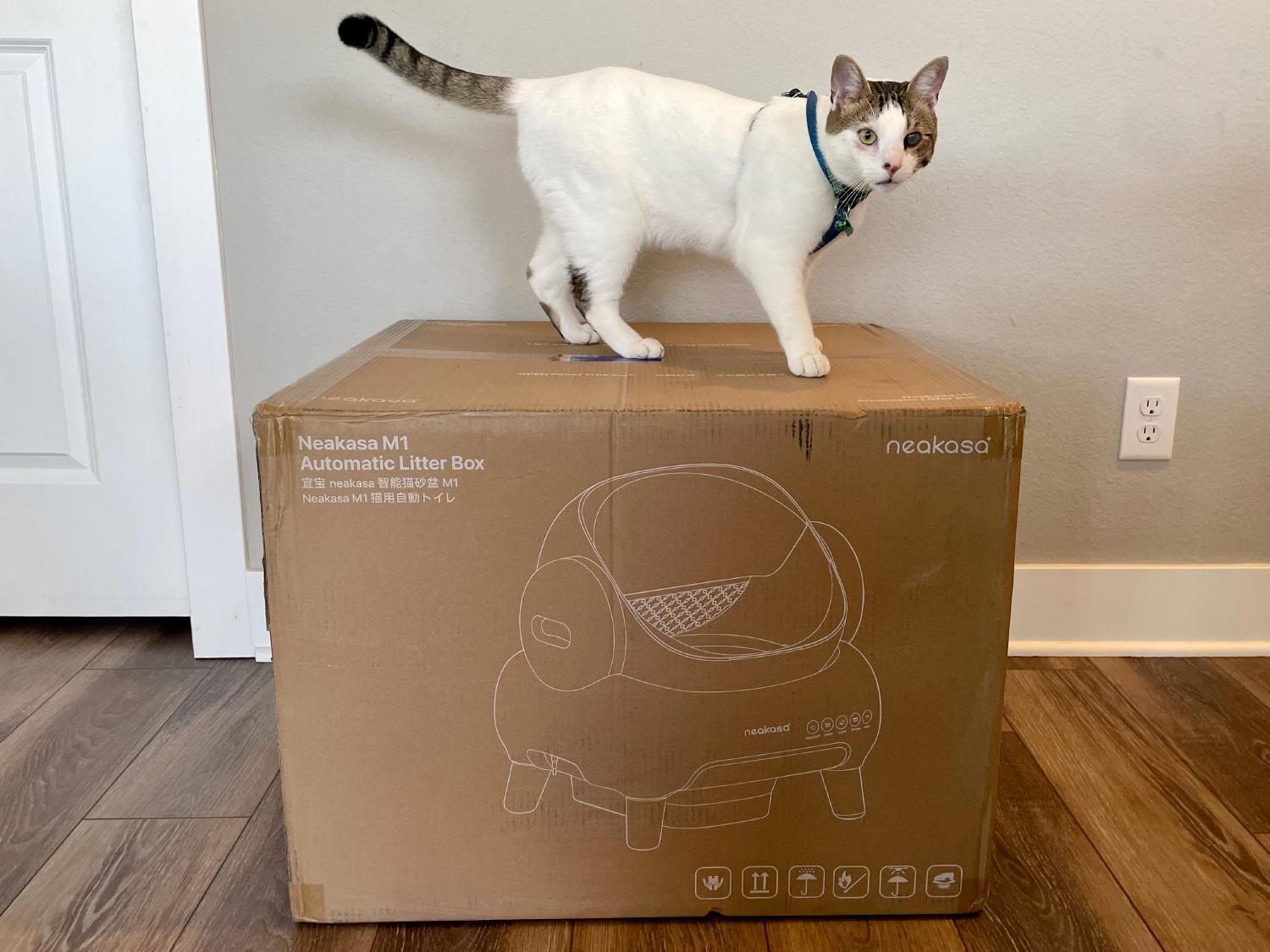 Neakasa Cat Litter Box - makoa standing on the box