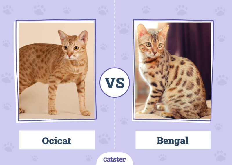 Ocicat VS Bengal