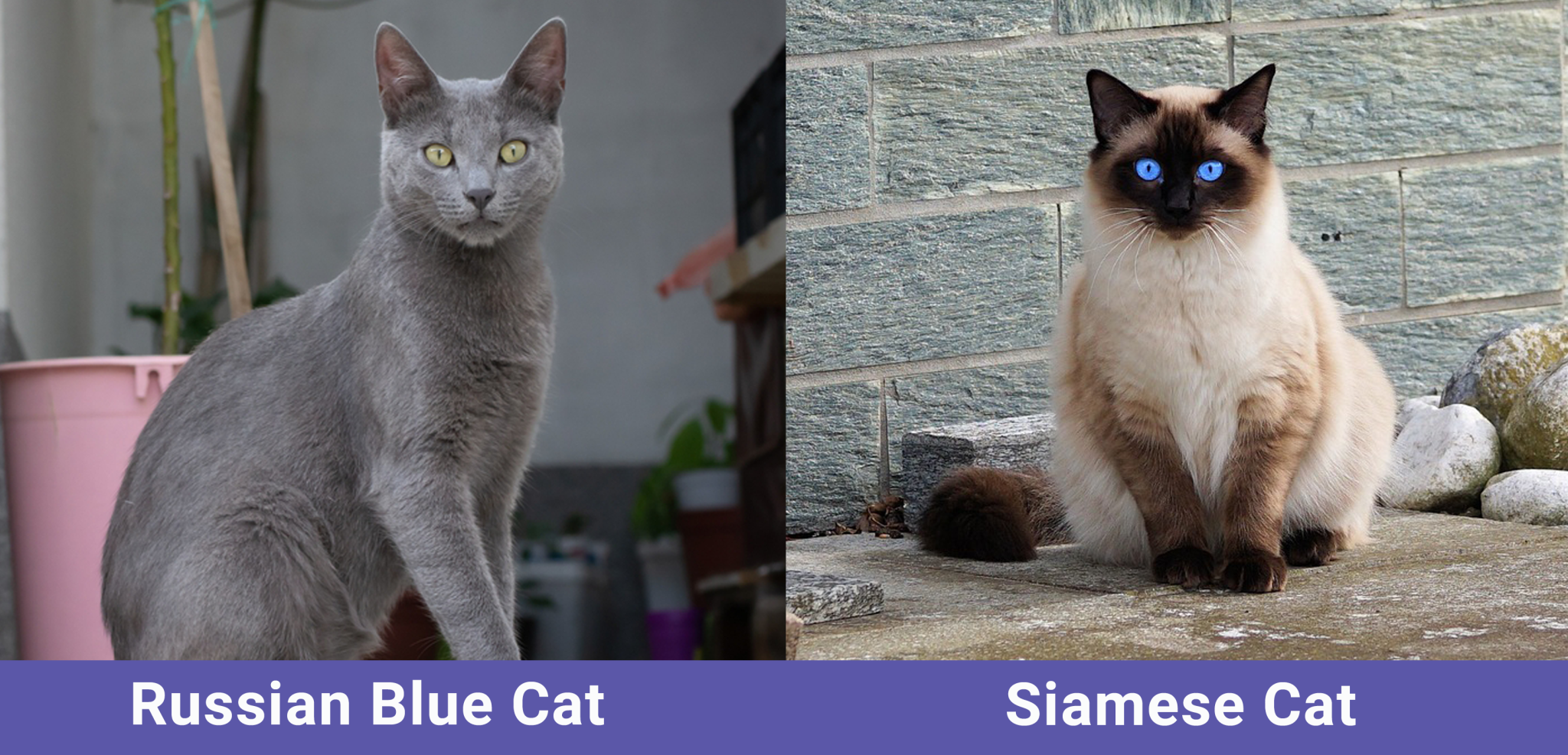 Parent Breed of Russian Blue Siamese Mix