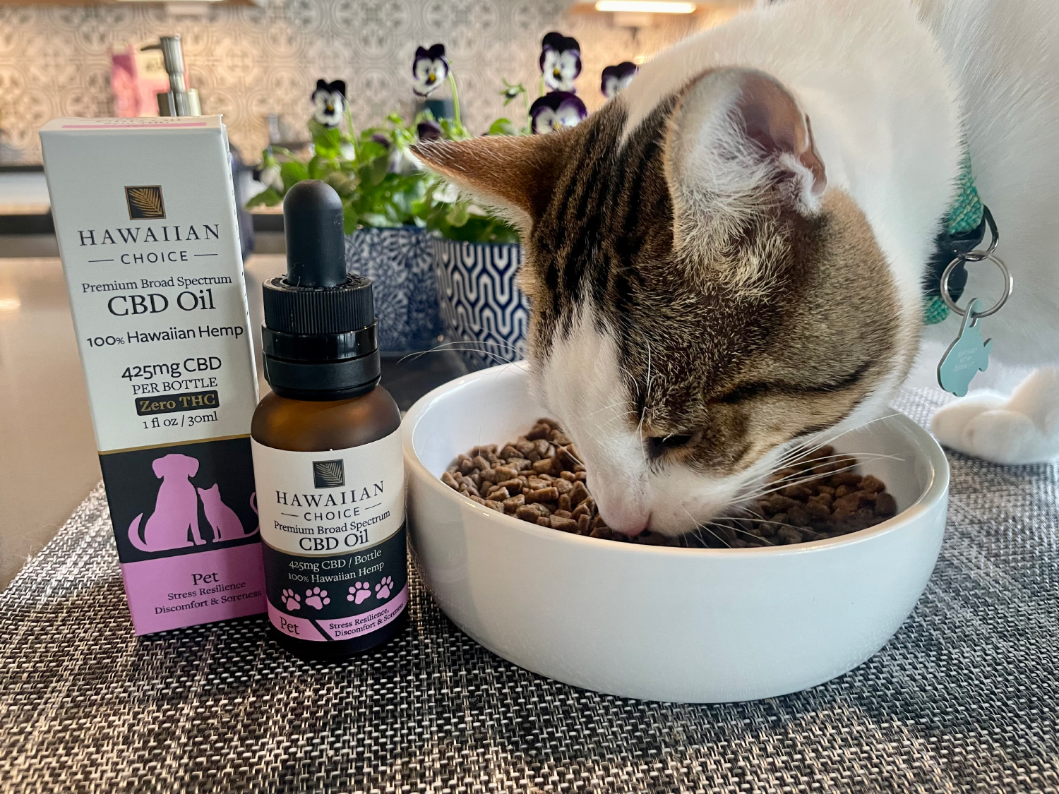 Rare Cannabinoid CBD Cat Oil - makoa eating cat food with cbd oil