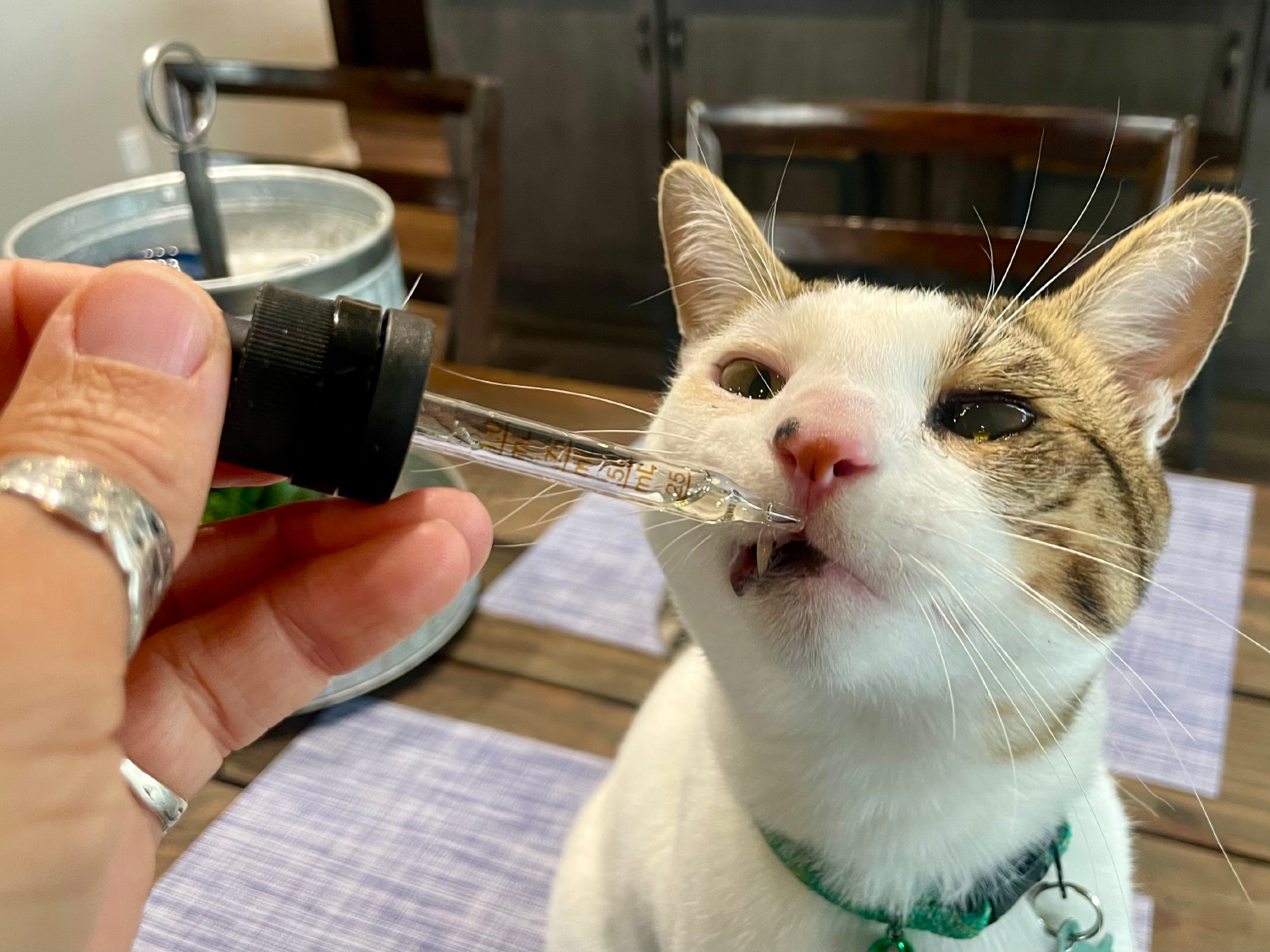 Rare Cannabinoid CBD Cat Oil - makoa getting a drop of the product