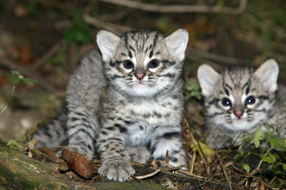 Safari Kittens