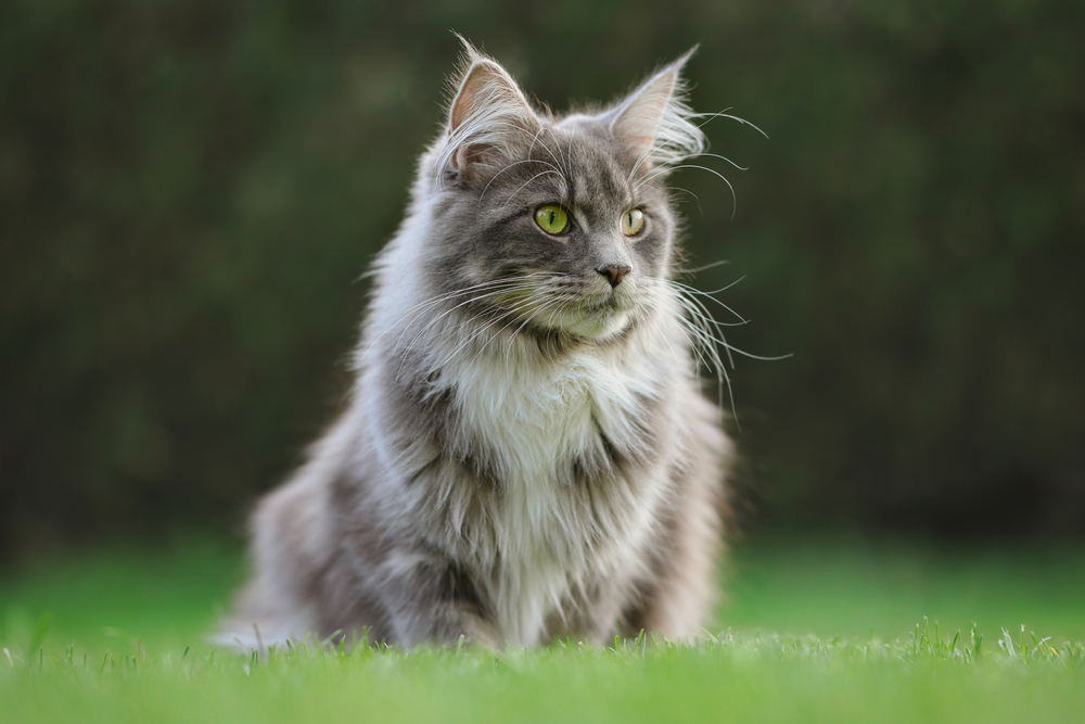 Young Blue Tabby Maine Coon Cat Sits in Green Grass